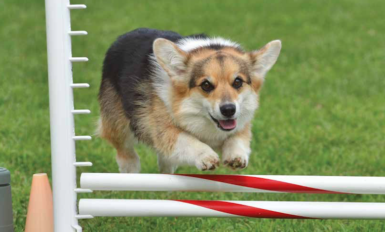 Appuntamenti agility