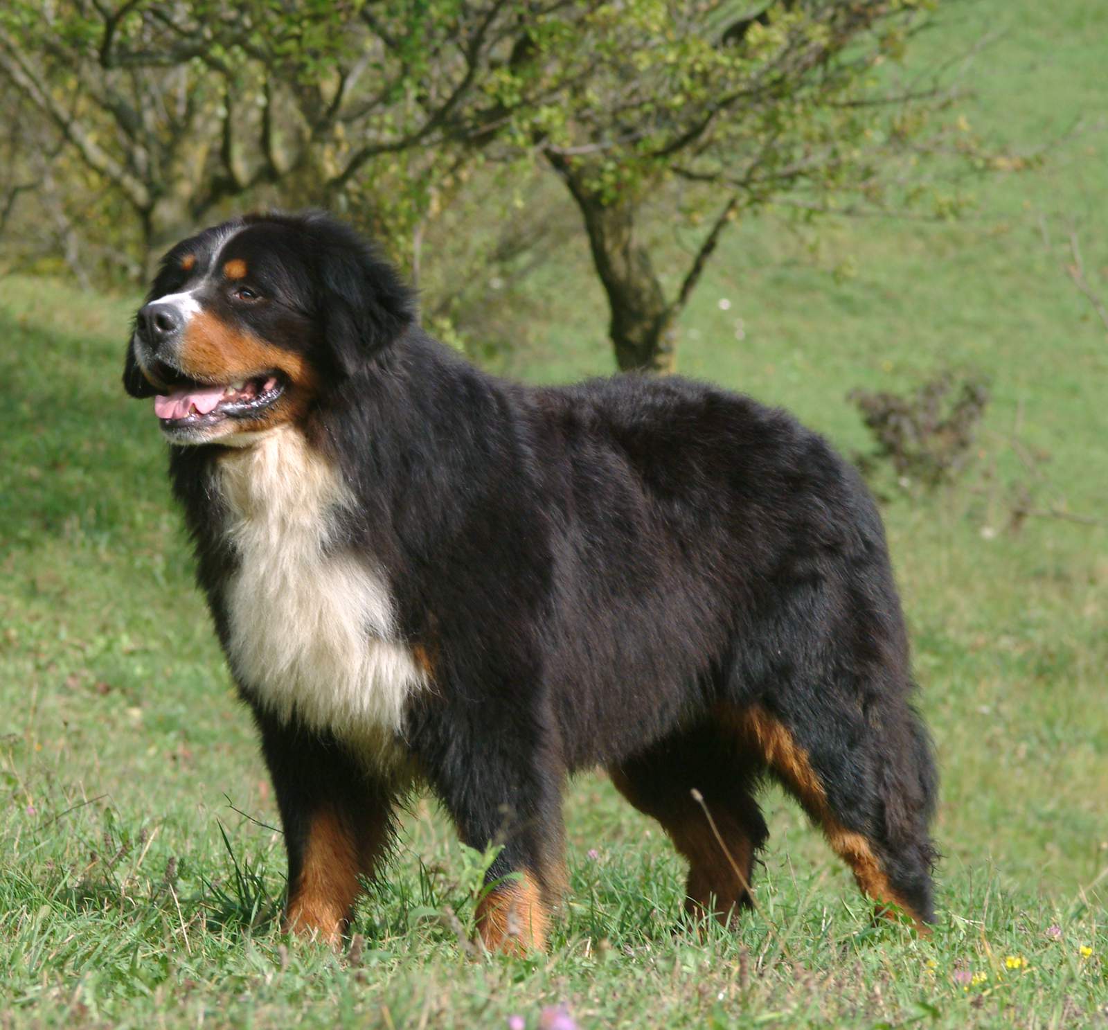 bovaro del bernese carattere