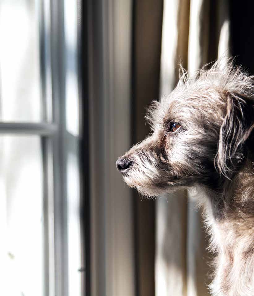 Cane che piange in casa