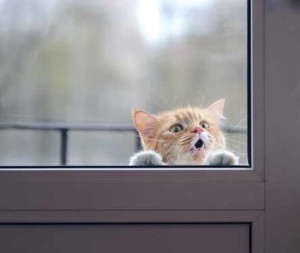 Cane che piange in casa