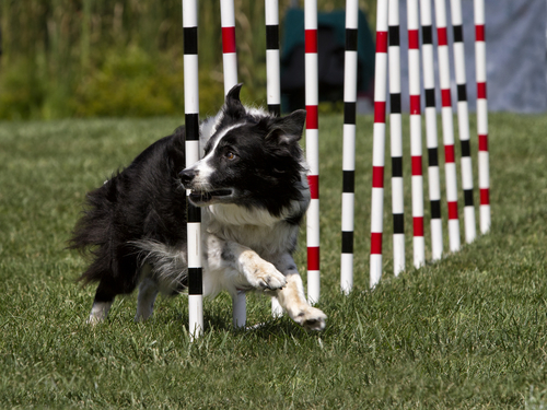 Corsi di agility