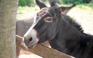 Gli animali del Presepe