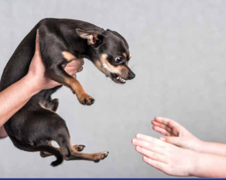 Cani attaccano i bambini: non si può considerare il cane come un “baby sitter