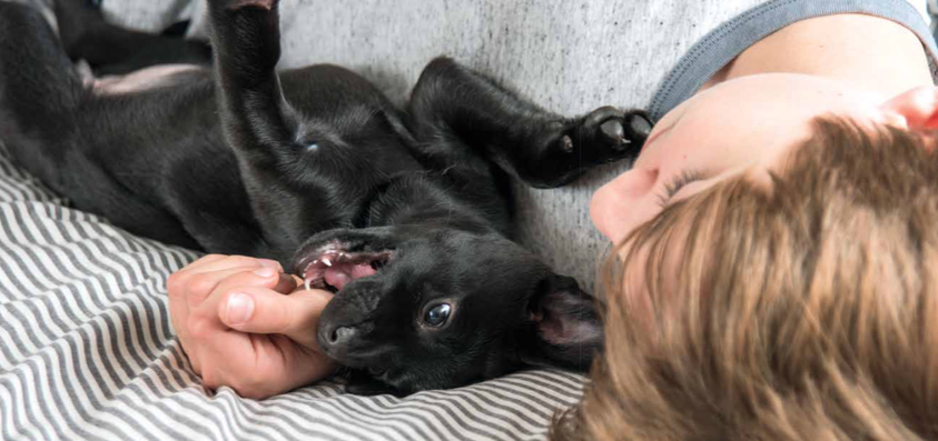 Perché i cani attaccano i bambini