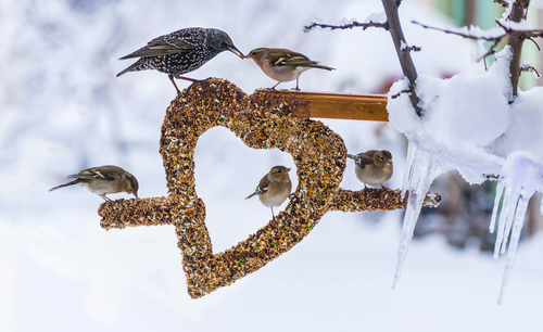 come aiutare gli uccelli in inverno