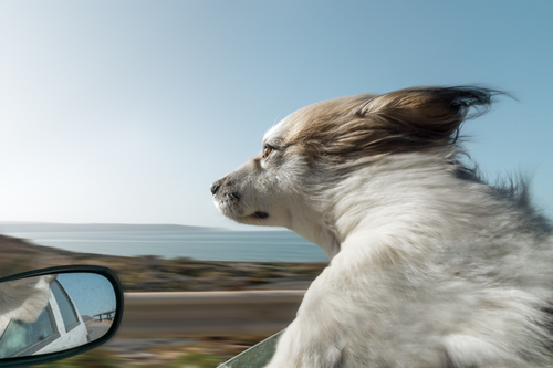 Come pulire gli occhi del cane