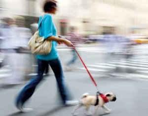 la passeggiata del cane