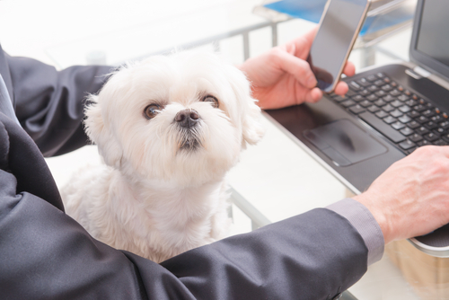 Al lavoro con il cane