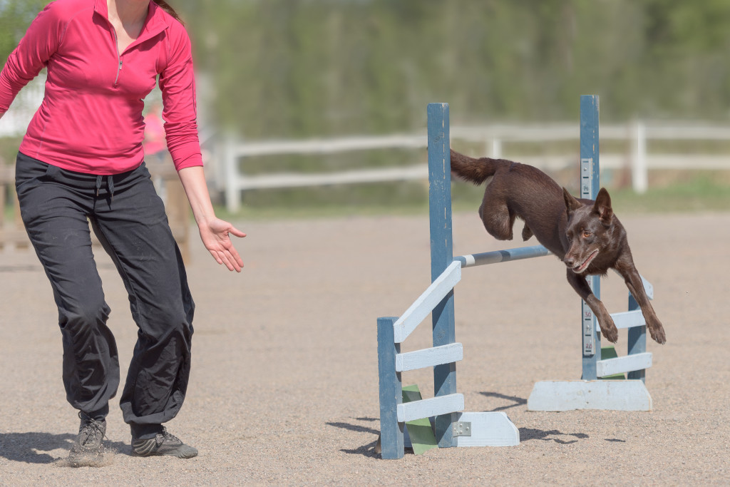 Campionati di agility