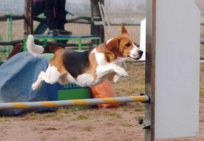 Campionati di agility