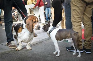 Cani in città