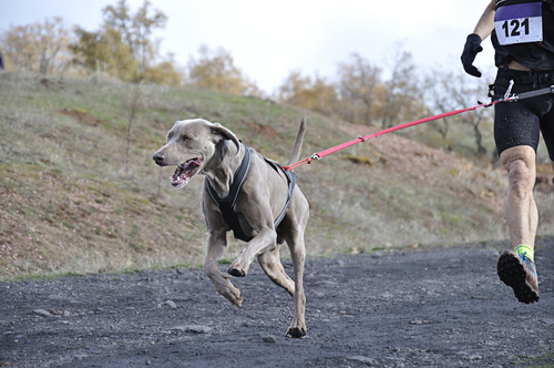 Corsi per istruttori agility