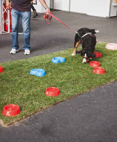 Corsi per istruttori agility