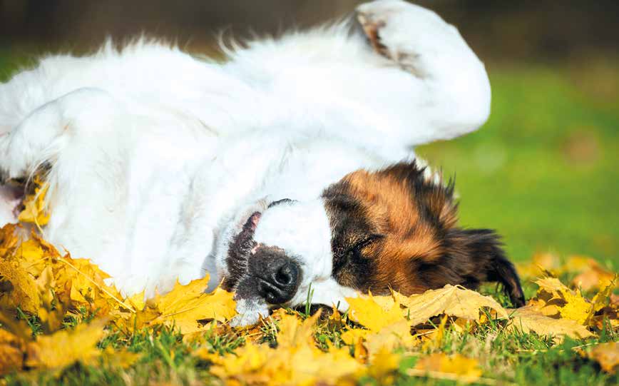 Dieci comportamenti del cane