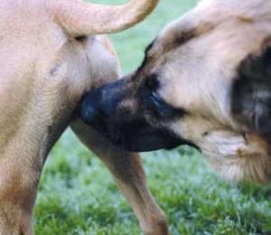 Dieci comportamenti del cane