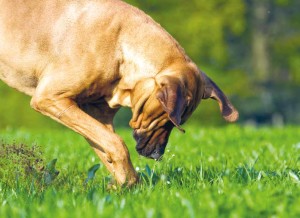 Dieci comportamenti del cane