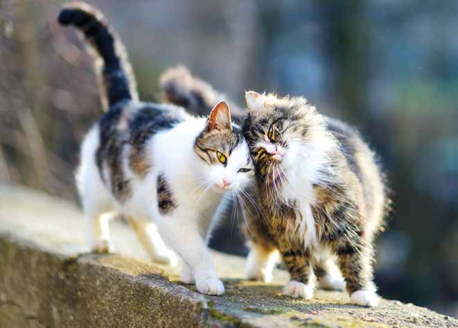 Dieci comportamenti del gatto: enigmatico felino