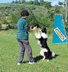 Dog dance