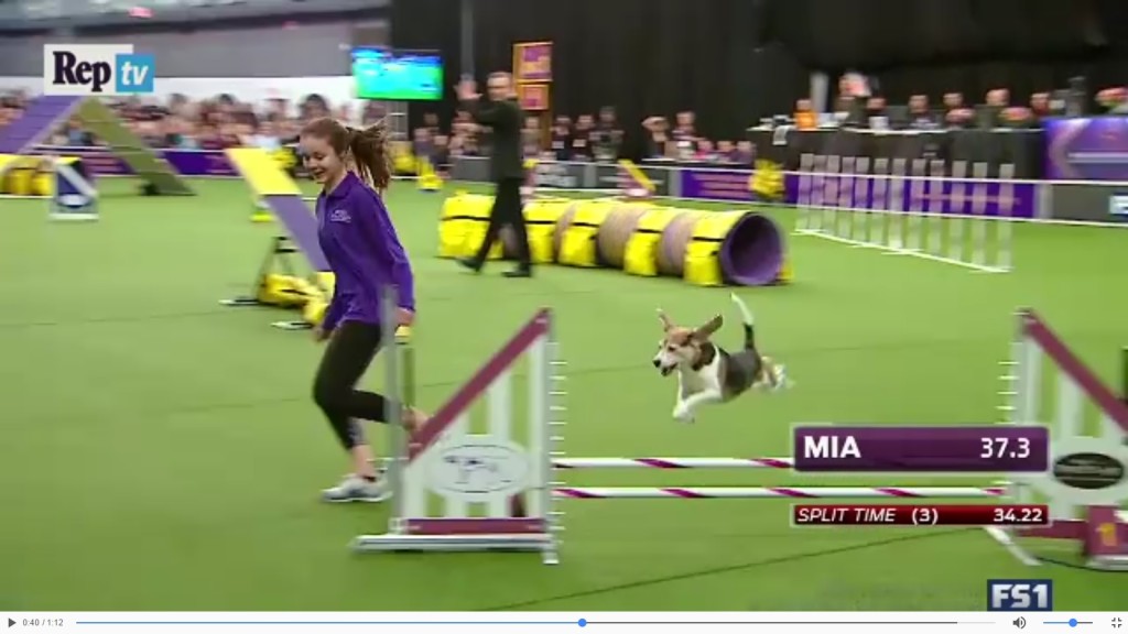 Gara di Agility