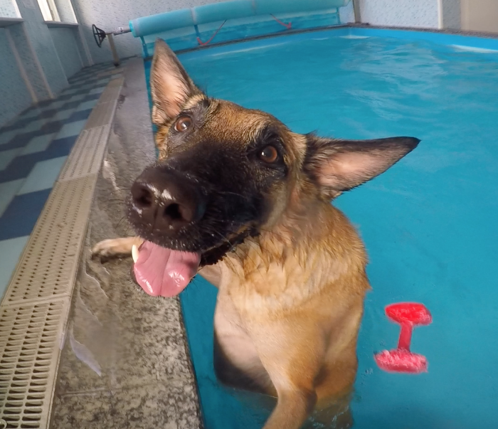 Piscina per cani