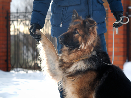 Protezione civile animale