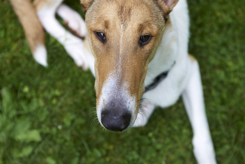 Smooth Collie: il pastore della Scozia