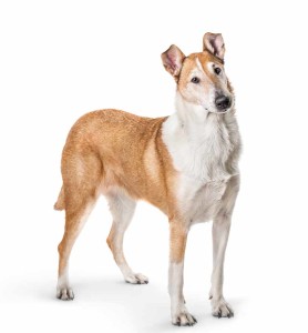 Smooth Collie