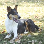 Smooth Collie