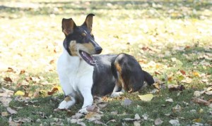 Smooth-Collie2