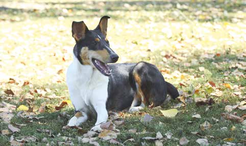 Smooth Collie