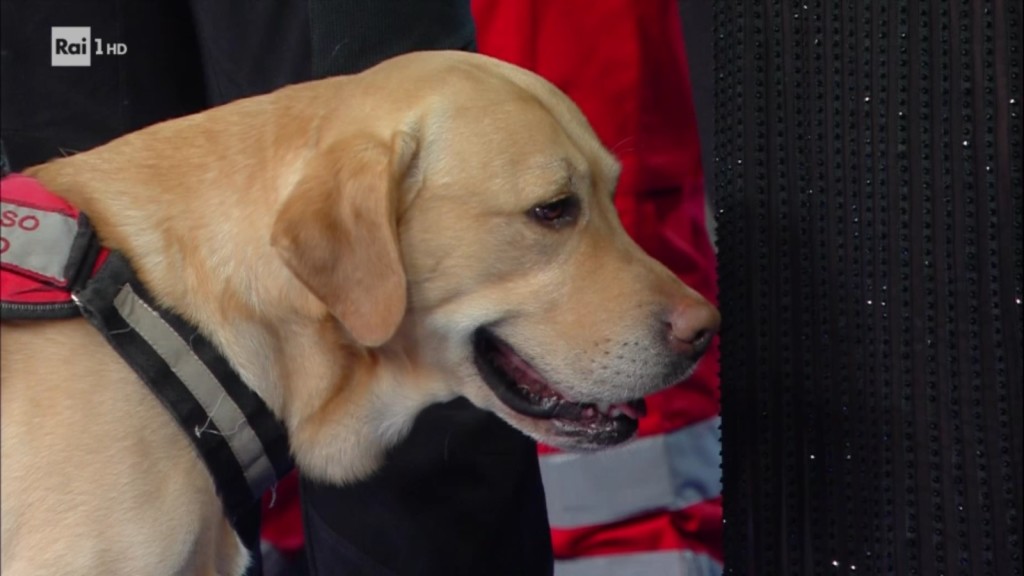 Il labrador di Amatrice