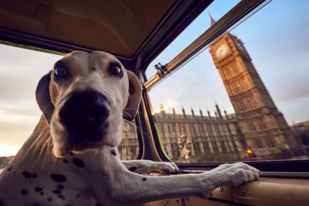 Autobus per cani