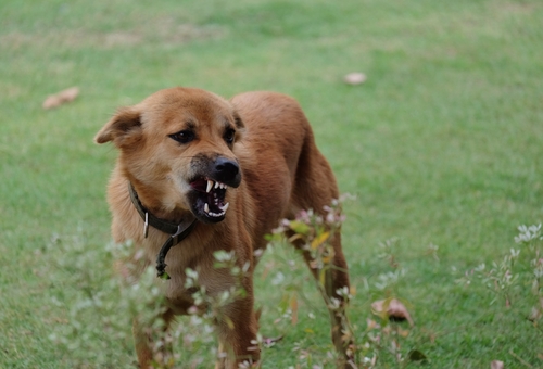 Cani aggressivi