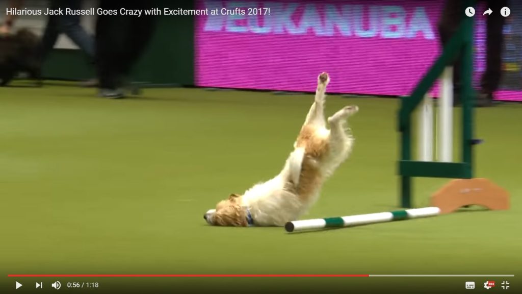 Jack Russell Agility
