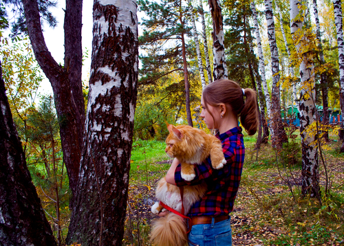 Maine Coon