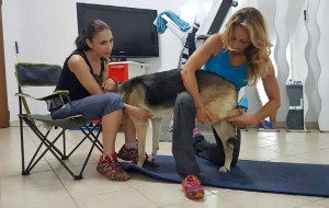 Osteopatia per cani