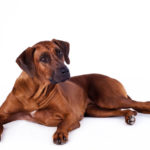 Rhodesian Ridgeback