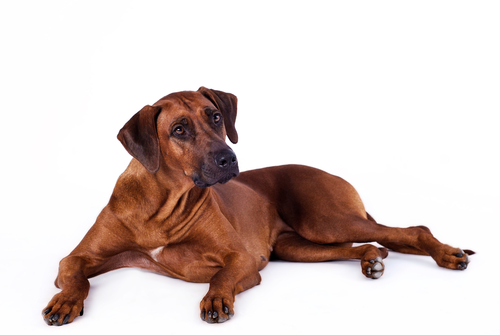 Rhodesian Ridgeback