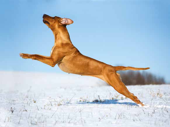 Rhodesian Ridgeback