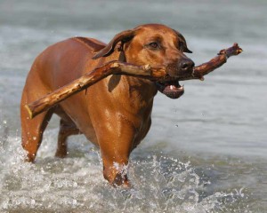 Rhodesian Ridgeback