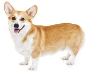 Welsh Corgi Pembroke