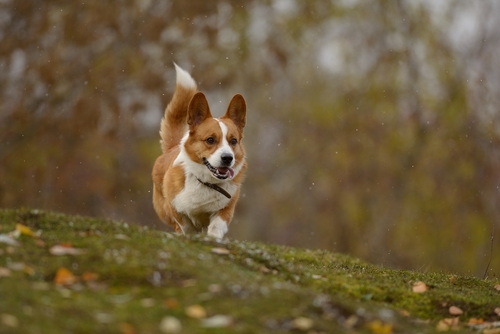 Welsh Corgi Pembroke