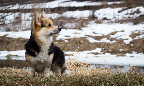 Welsh Corgi