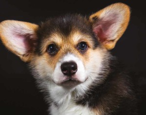 Welsh Corgi