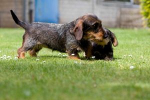 Alimentazione del gatto e del cane