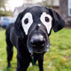 Bambino amico di un cane