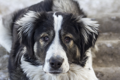 Perché il cane trema? 5 motivi insospettabili