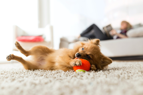 Giochi da fare con il cane