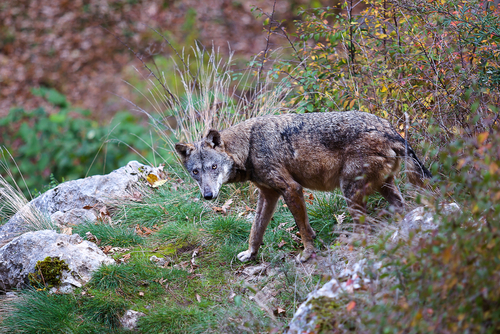 Lupi in Italia