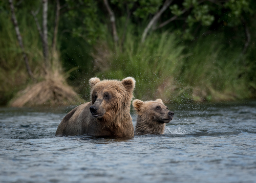 L'orso ritorna